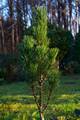 Pinus nigra Fastigiata IMG_2846 Sosna czarna